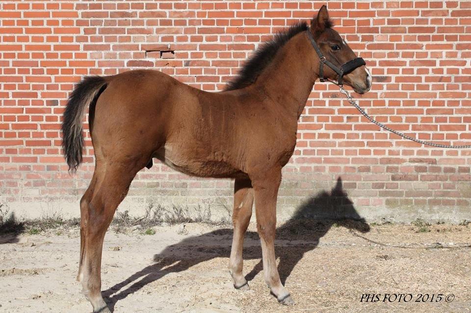 Anden særlig race Nuit d'hiver Felix - De siger jeg vokser som et eller andet tårn i Pisa.. Hmm Mon tårnet kan løbe lige så hurtig som ? billede 3