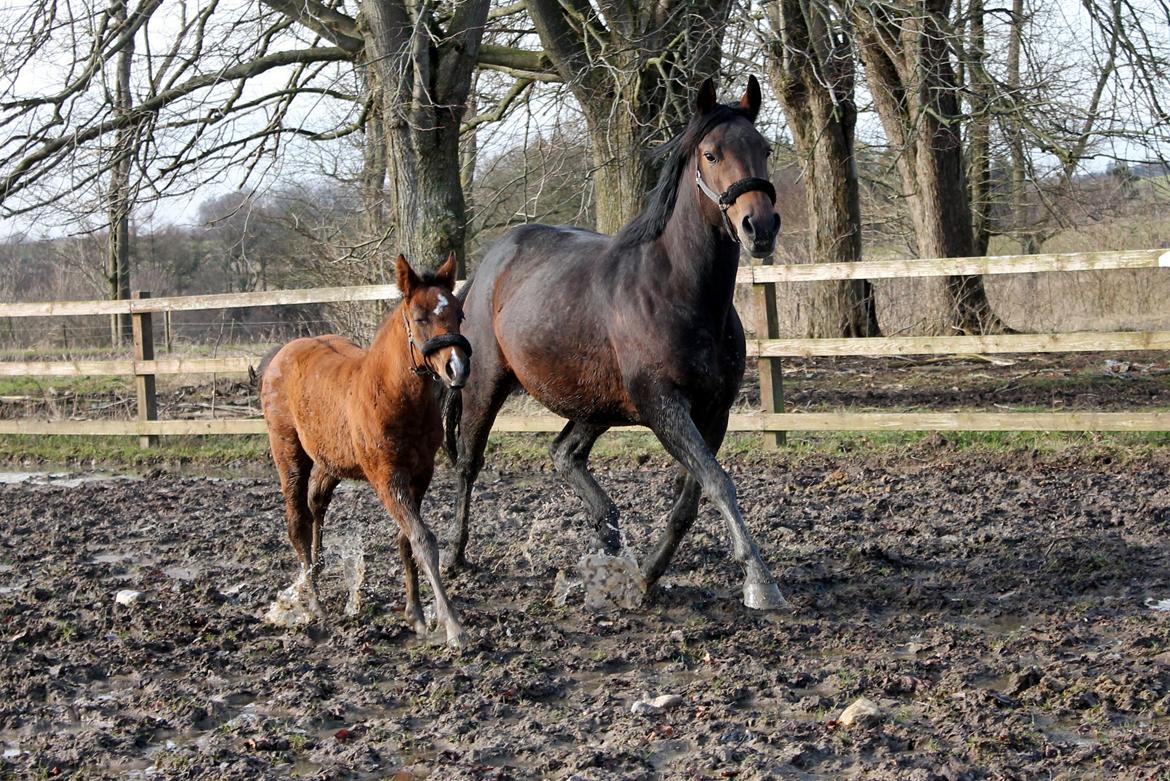 Anden særlig race Nuit d'hiver Felix billede 5