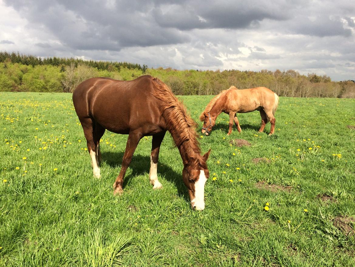 Islænder Stjarni fra Østrup *BULLER* - mine to røde babyer på sommergræs<3 billede 11