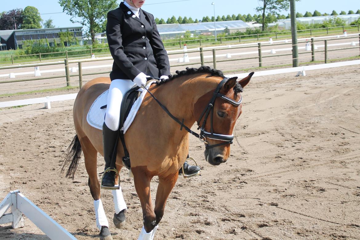 Anden særlig race Lilo - Opvarmning på VER 2013? billede 1