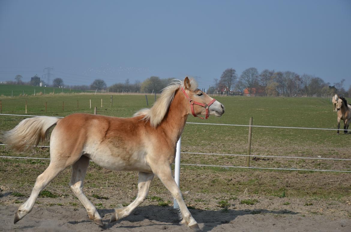 Haflinger Sweet Chili Søvej billede 17