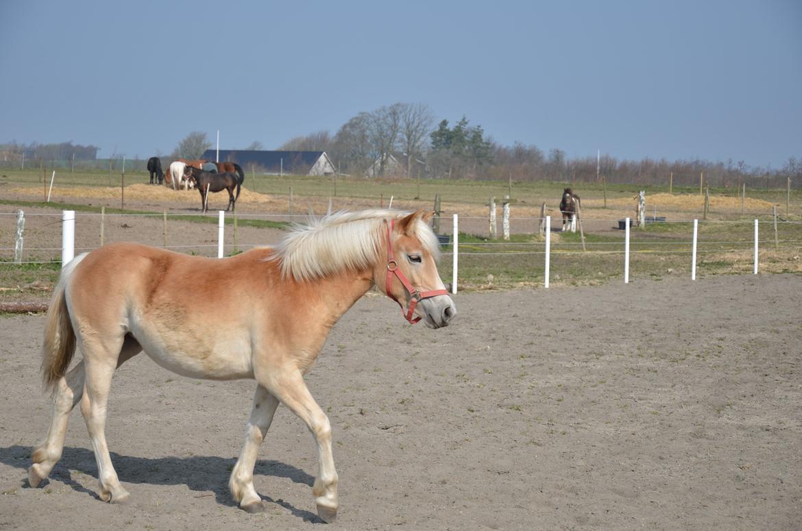 Haflinger Sweet Chili Søvej billede 19