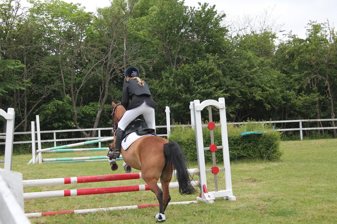 Anden særlig race Lilo - Stævne på BNR 2013? billede 2
