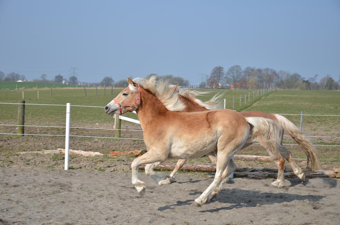 Haflinger Sweet Chili Søvej billede 18