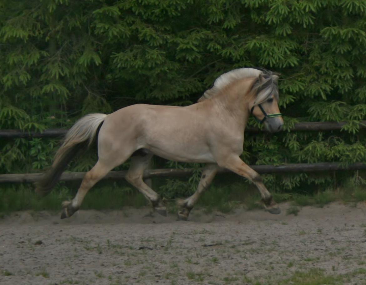 Fjordhest Mosegårdens Hauge *avlshingst* billede 4