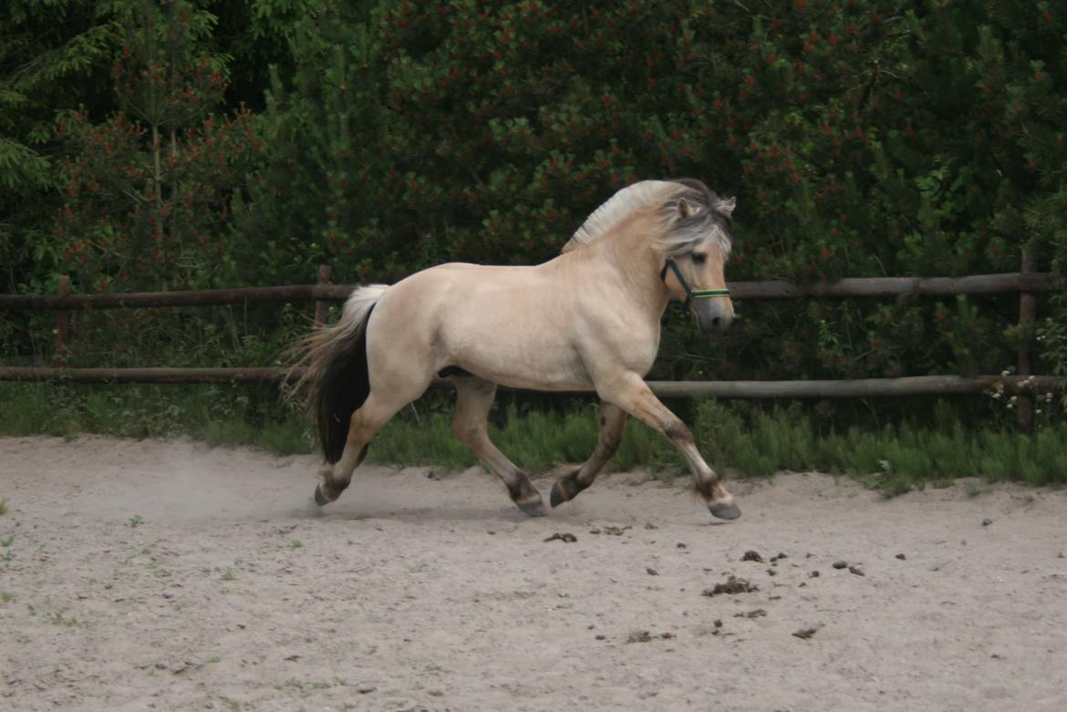 Fjordhest Mosegårdens Hauge *avlshingst* billede 8