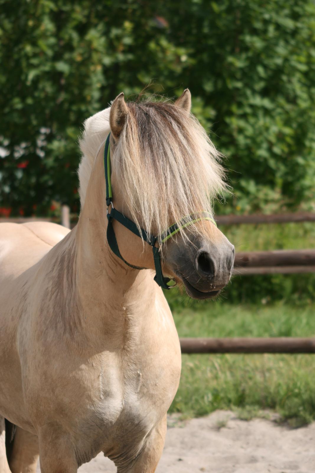 Fjordhest Mosegårdens Hauge *avlshingst* billede 6