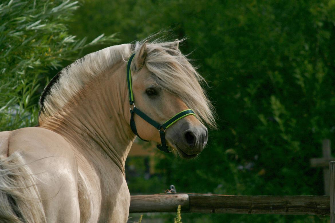 Fjordhest Mosegårdens Hauge *avlshingst* billede 2