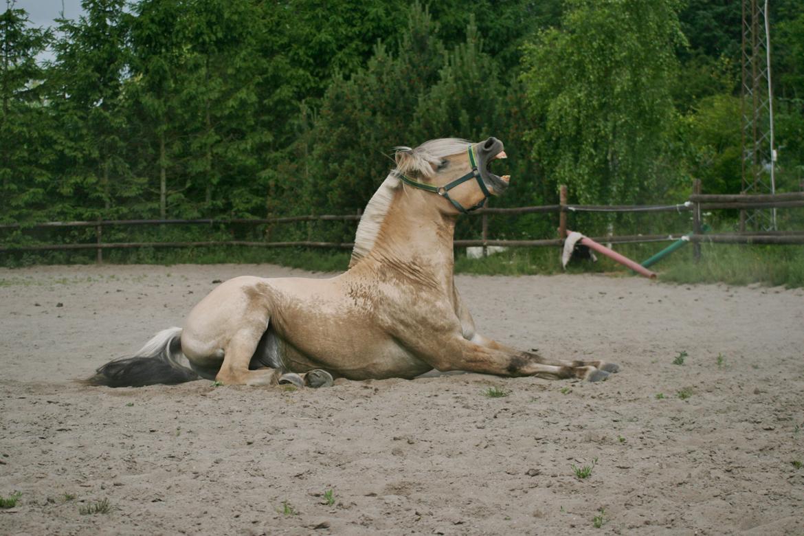 Fjordhest Mosegårdens Hauge *avlshingst* billede 1