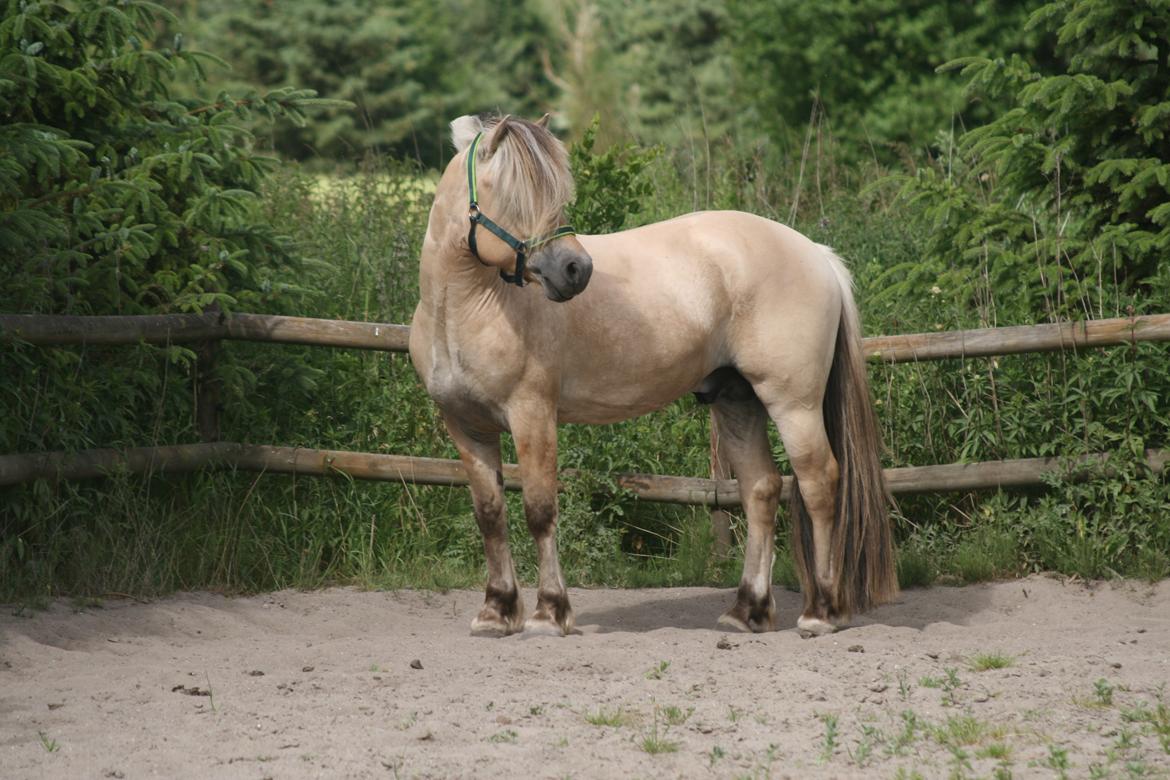 Fjordhest Mosegårdens Hauge *avlshingst* billede 3