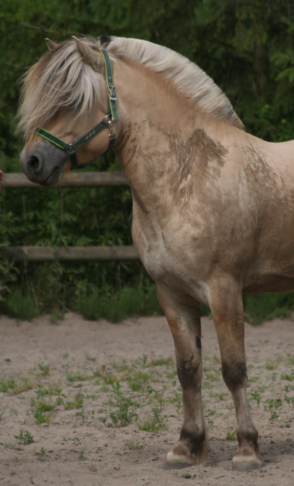 Fjordhest Mosegårdens Hauge *avlshingst* billede 5