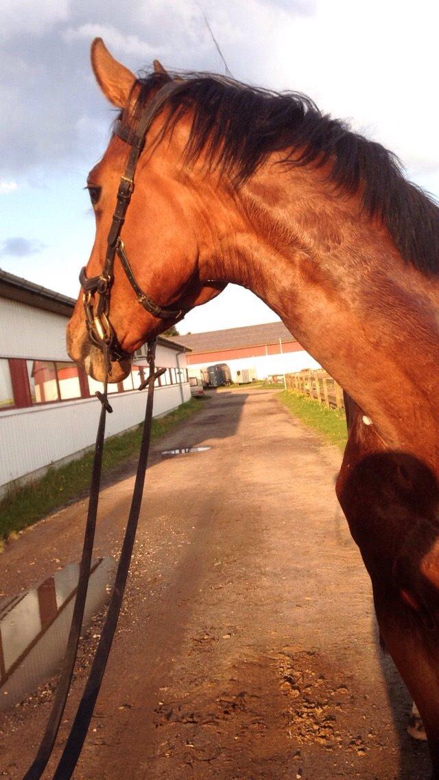 Dansk Varmblod A.B. Chico billede 16