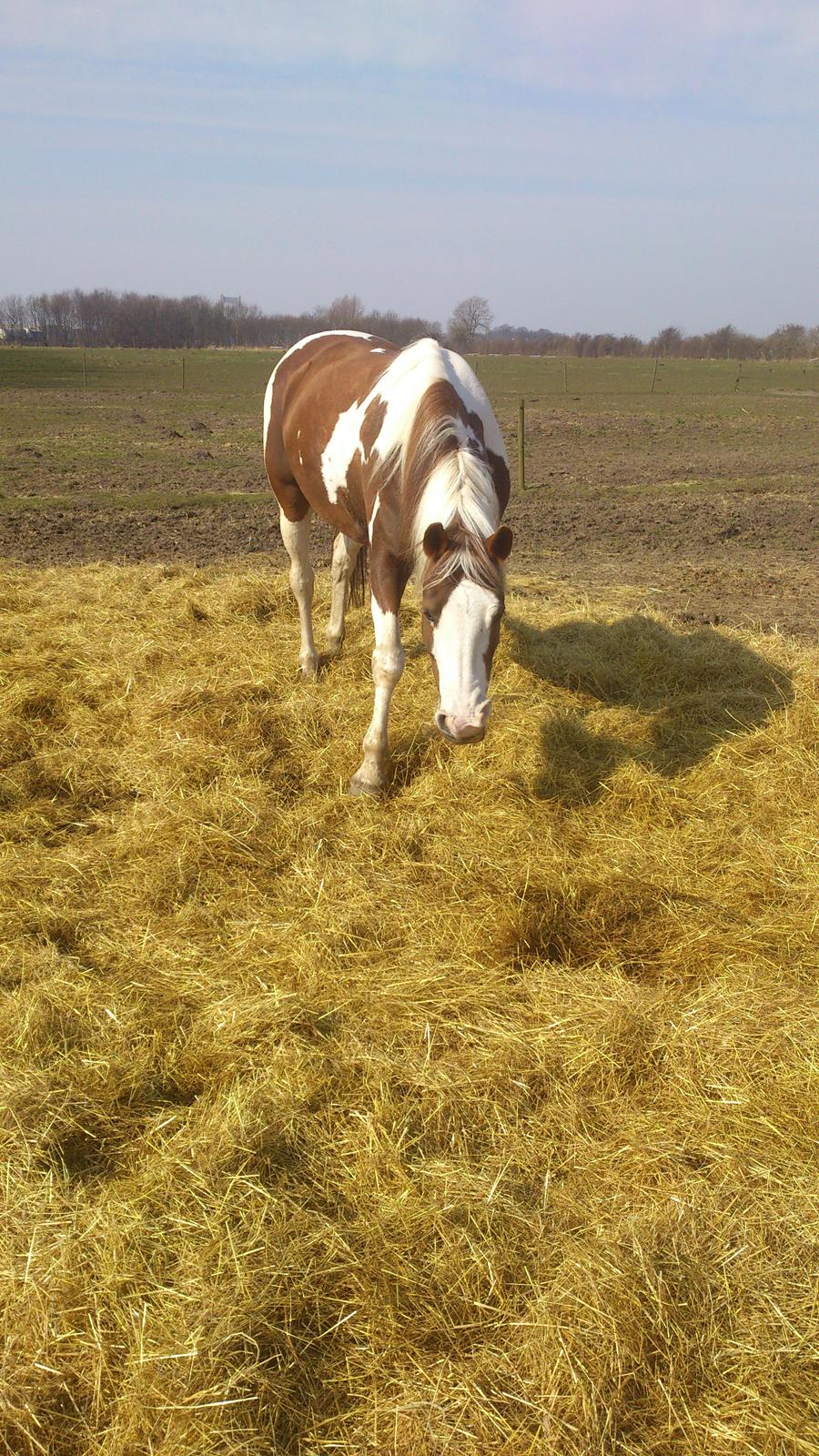 Pinto Ducati billede 10