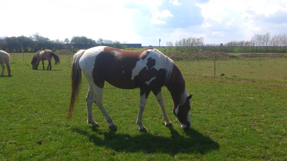 Pinto Ducati billede 11