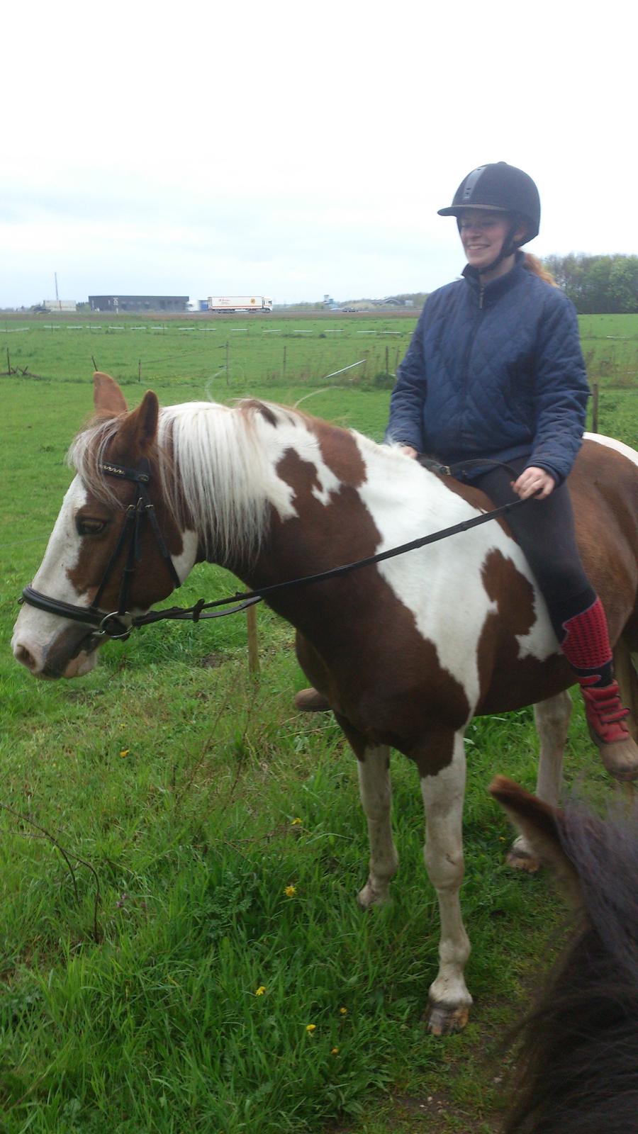 Pinto Ducati billede 12