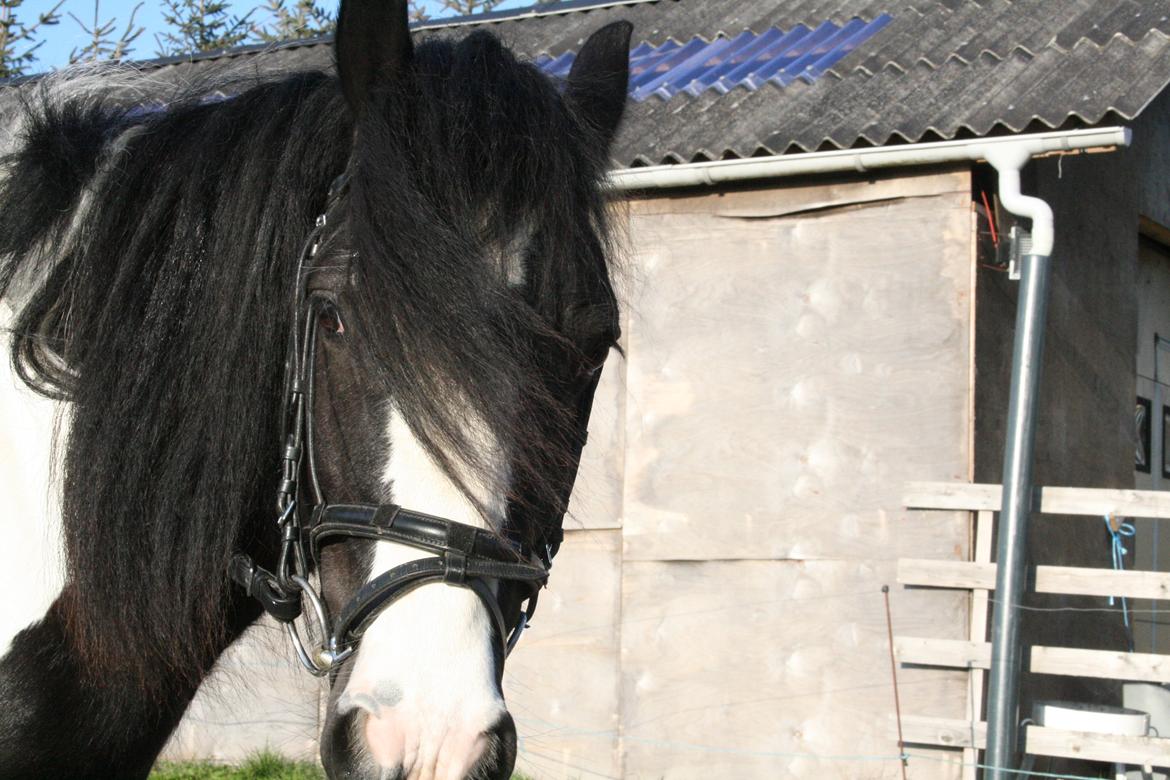 Irish Cob Fanny. ..solgt  billede 2