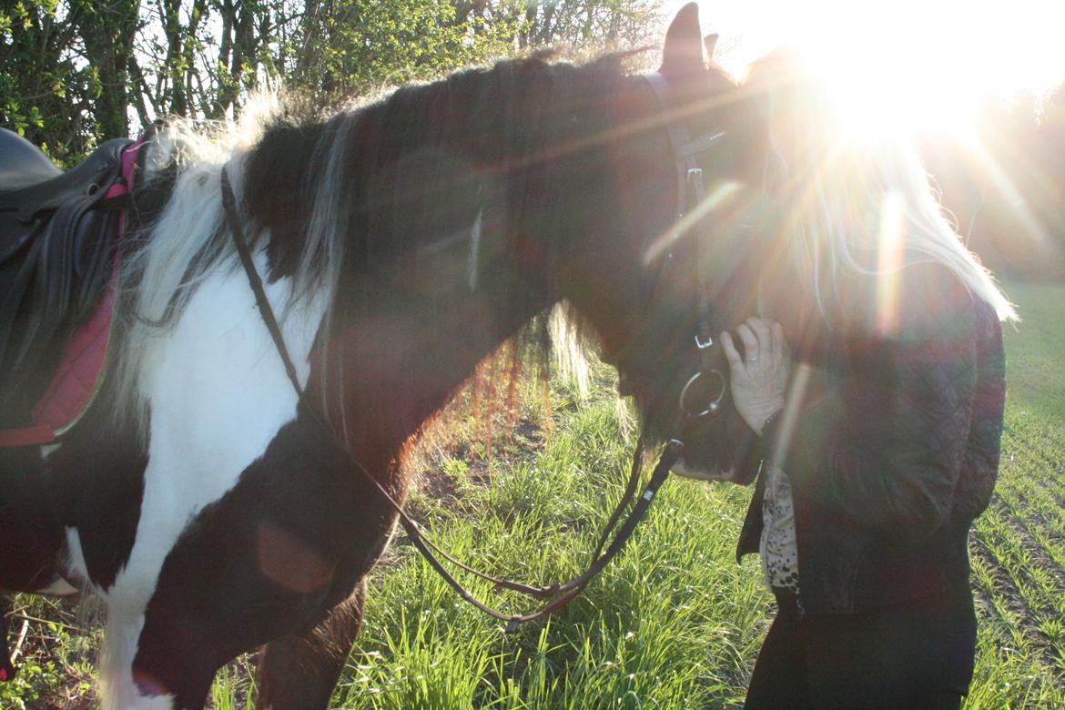 Irish Cob Fanny. ..solgt  billede 3