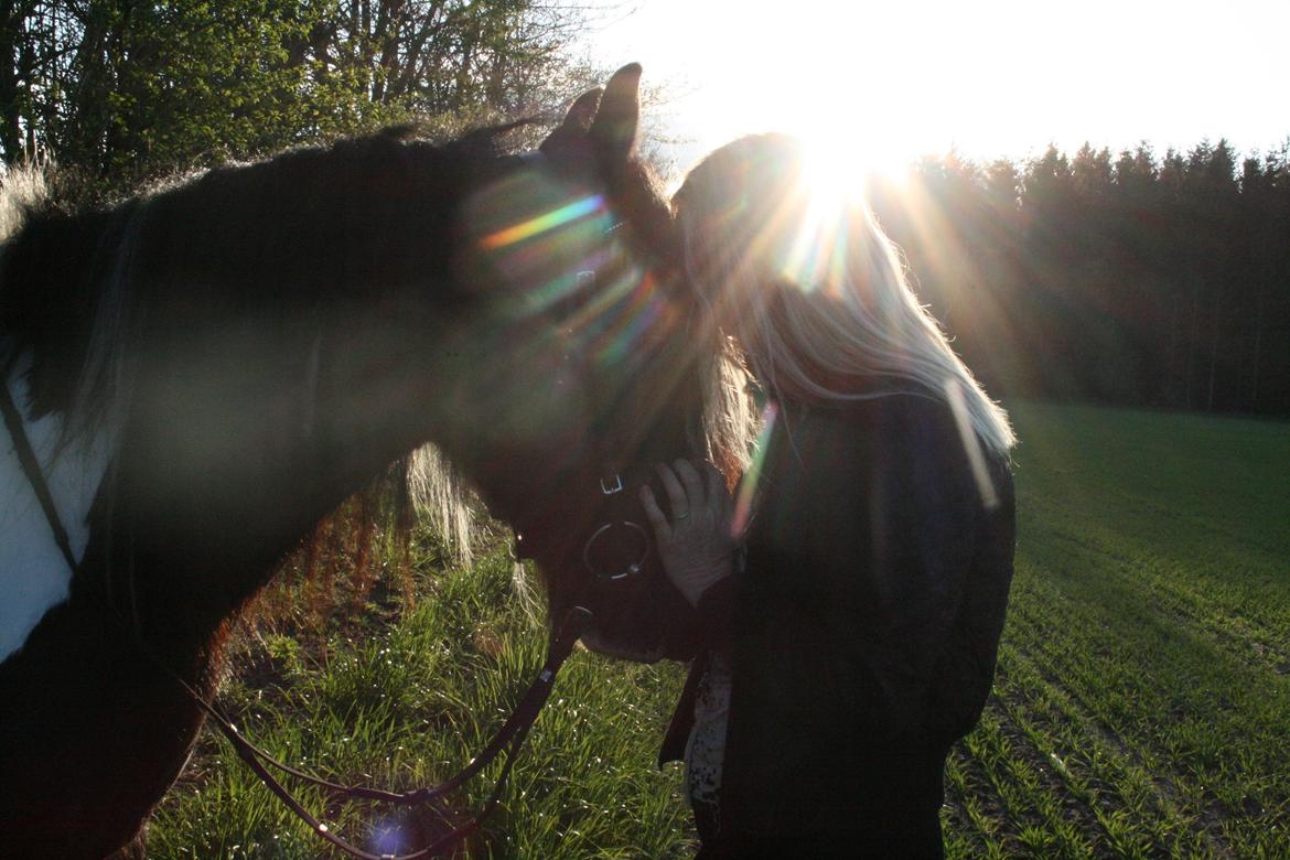 Irish Cob Fanny. ..solgt  billede 4