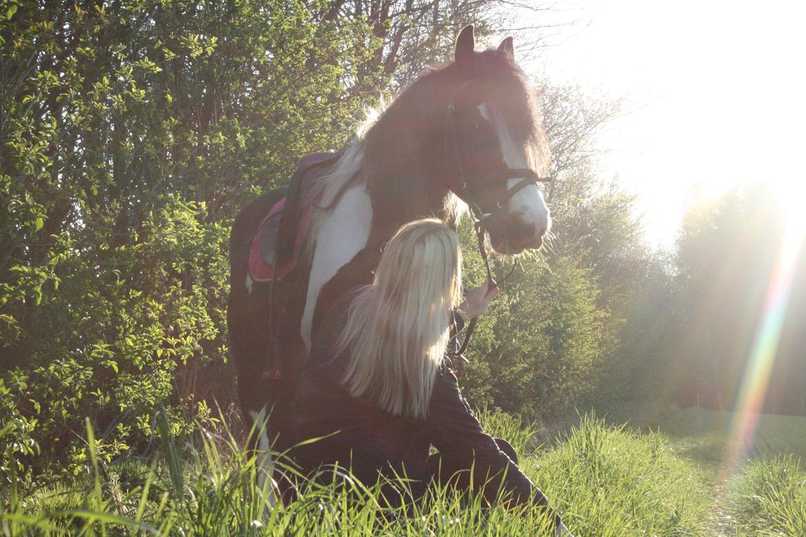 Irish Cob Fanny. ..solgt  billede 5