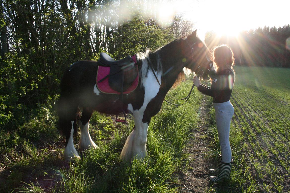 Irish Cob Fanny. ..solgt  billede 6