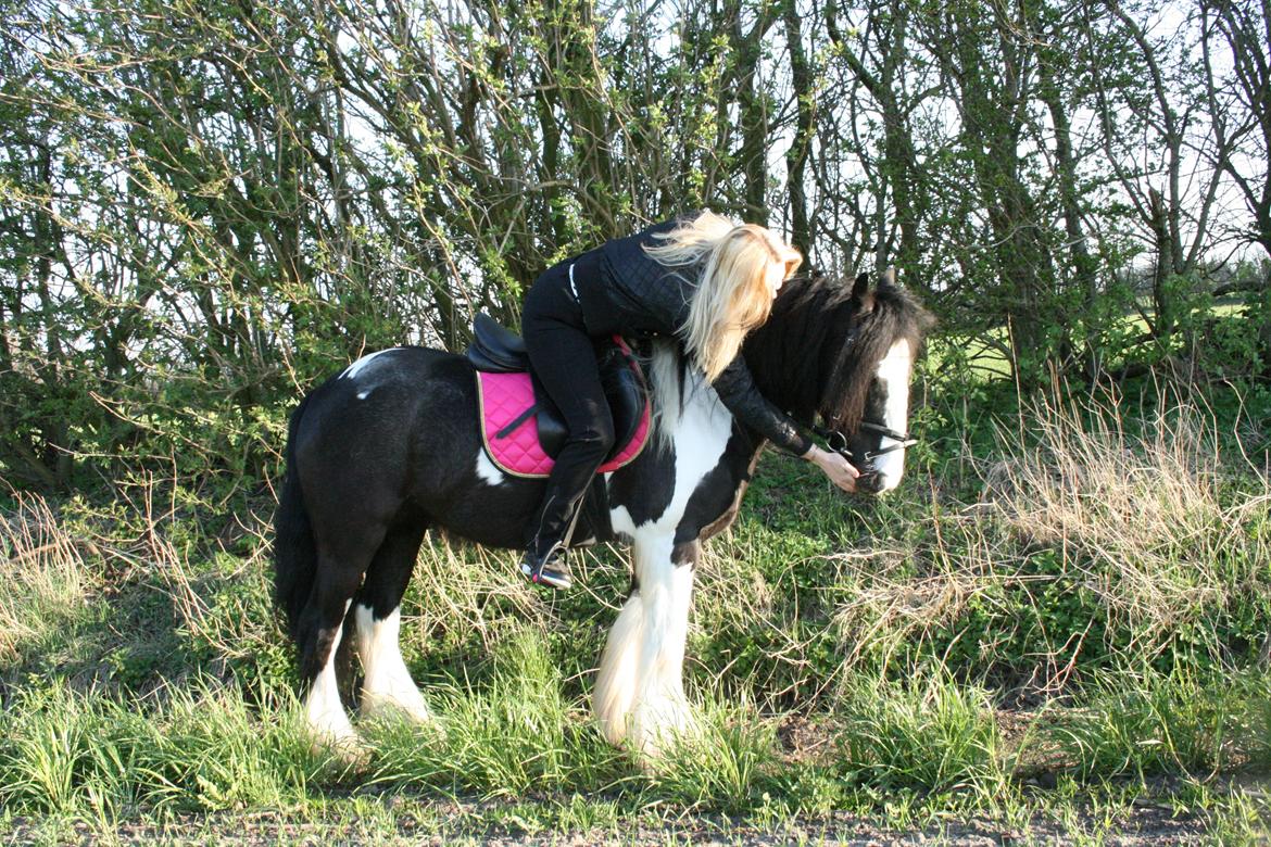 Irish Cob Fanny. ..solgt  billede 7
