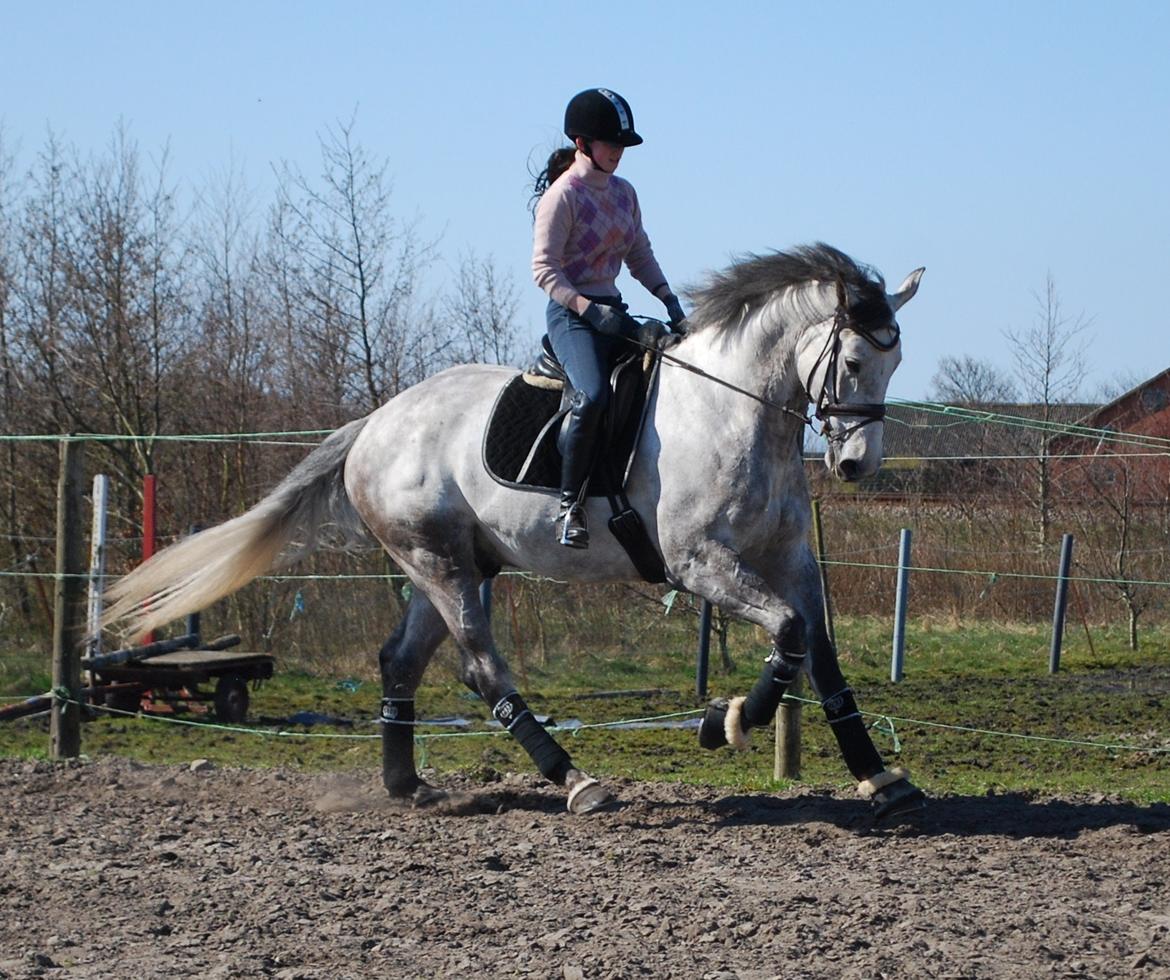 Holstener Blue Boy billede 1