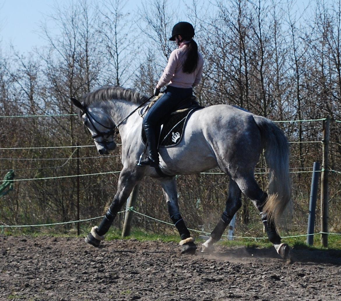 Holstener Blue Boy billede 19