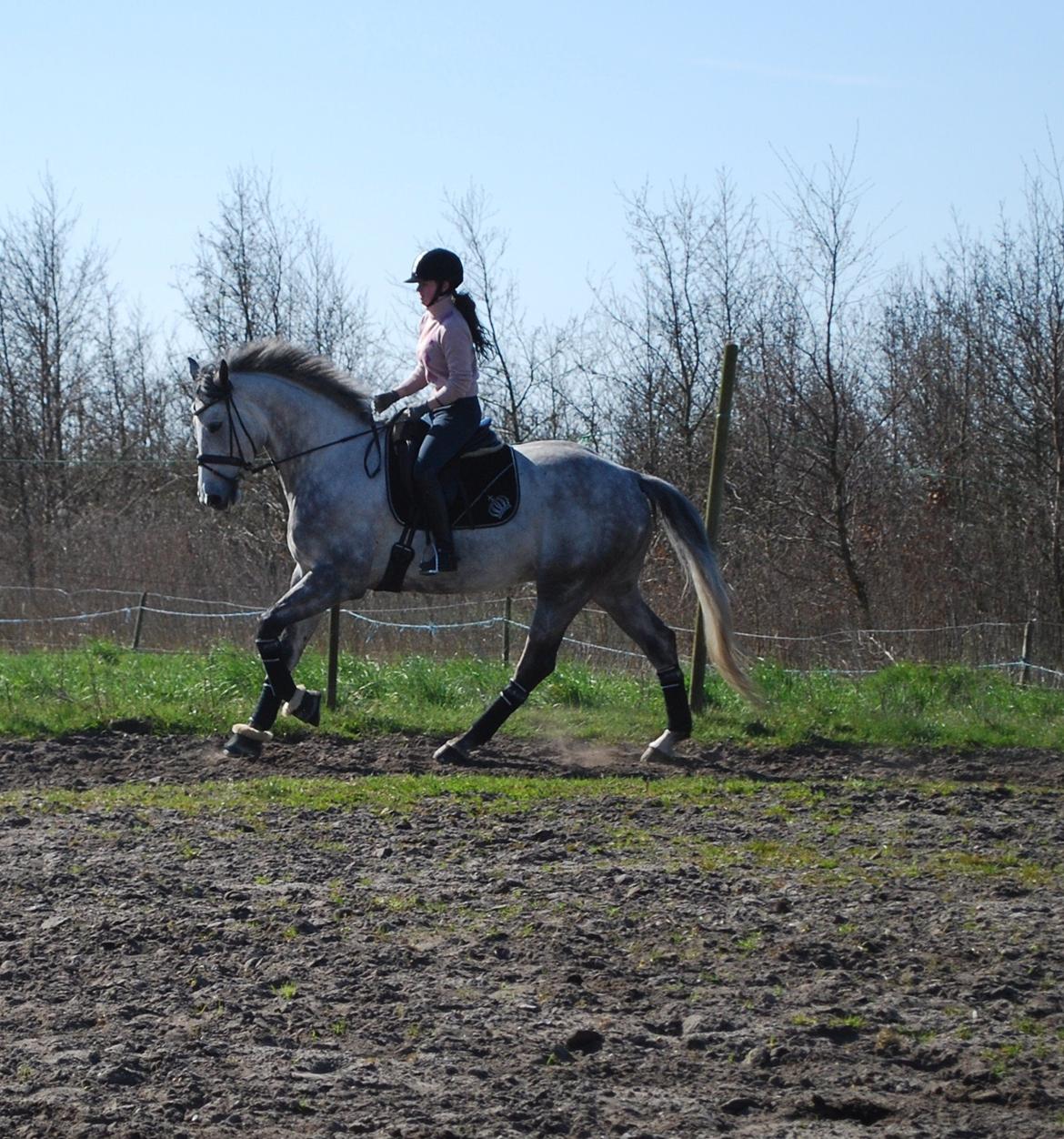 Holstener Blue Boy billede 20