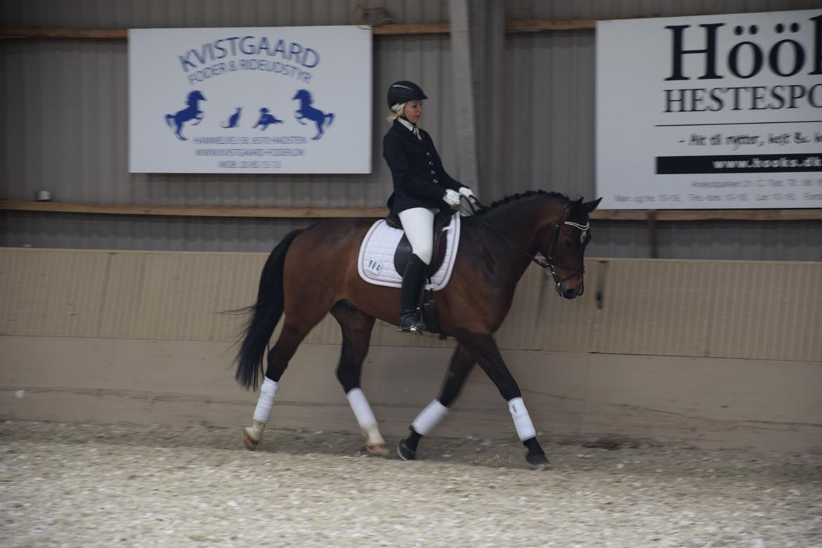 Oldenborg Overmoselund´s Conti billede 3
