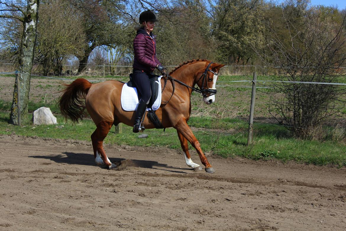 Sportsaraber (A) Ryttergårdens Shakie (Solgt) - Bange for sine egne fodspor :D billede 3