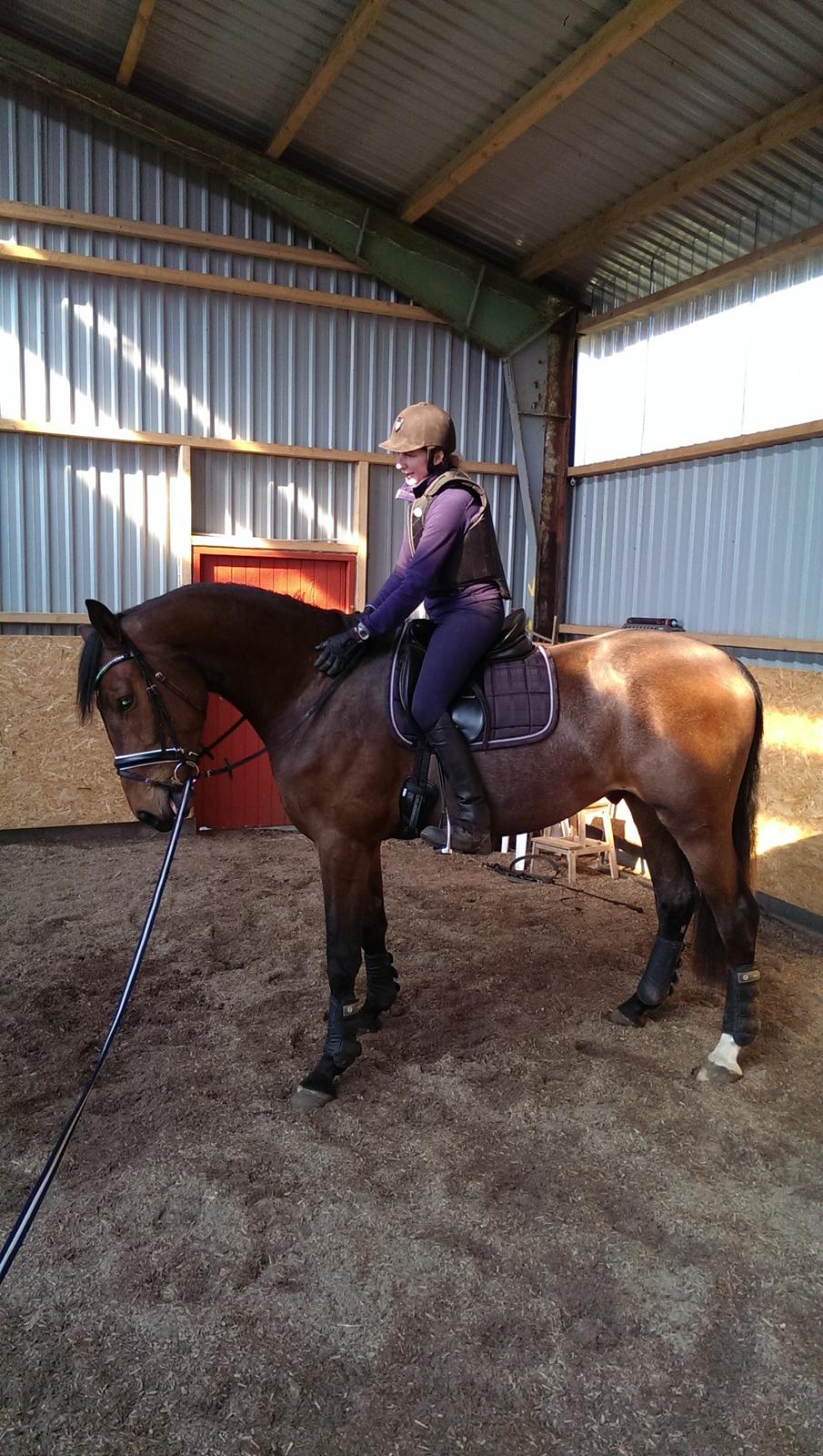 Dansk Varmblod Runehøjs Ziggie billede 16