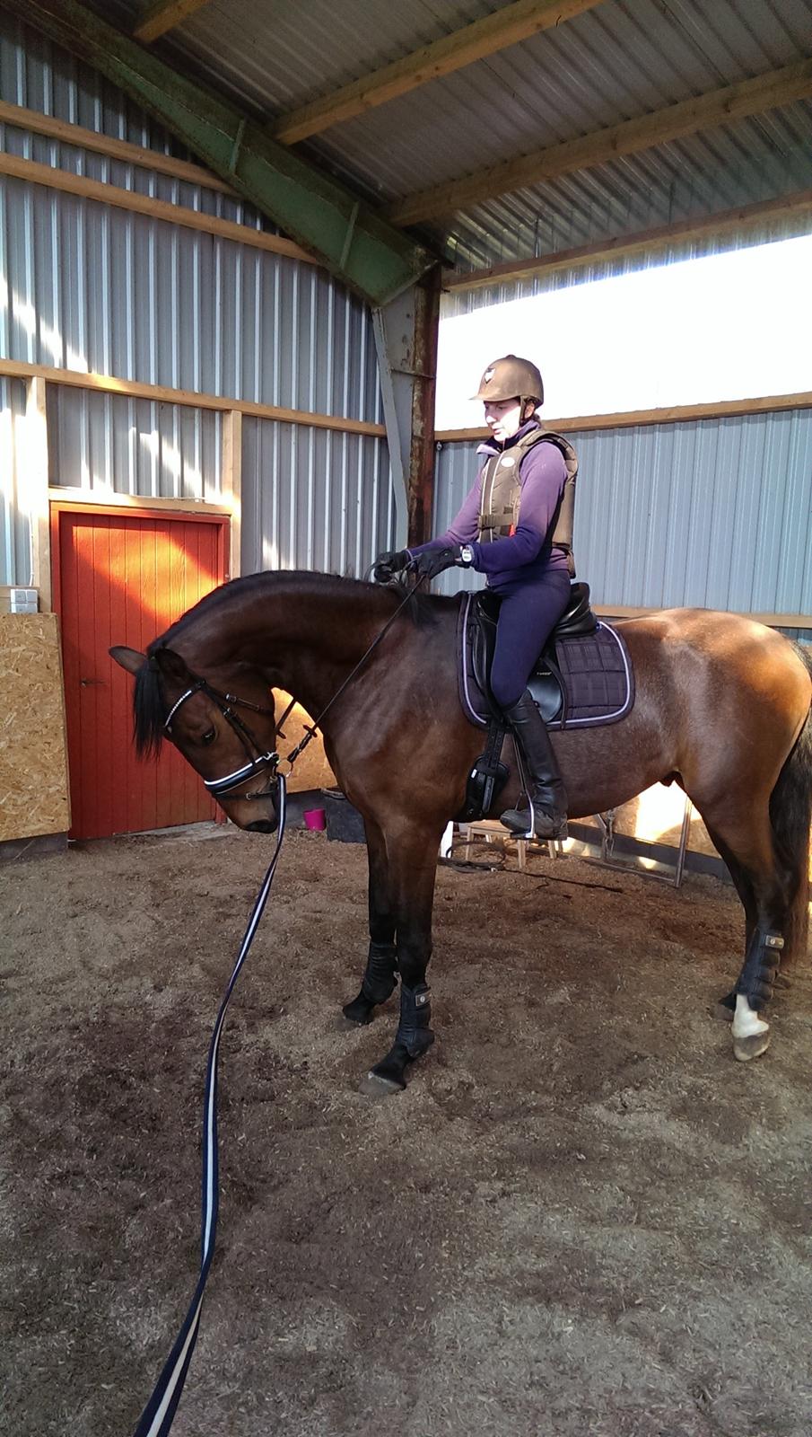 Dansk Varmblod Runehøjs Ziggie billede 17