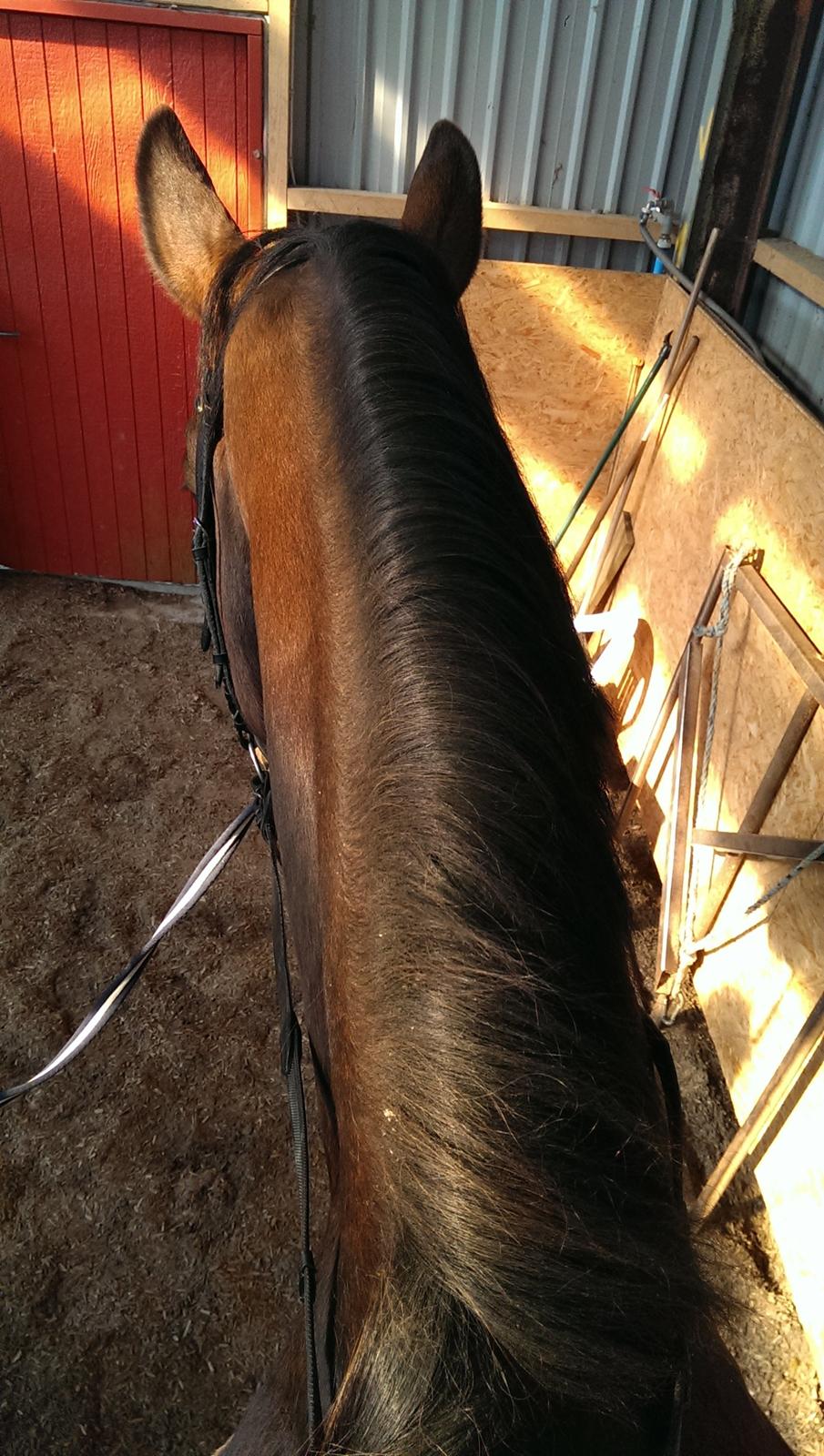 Dansk Varmblod Runehøjs Ziggie billede 18