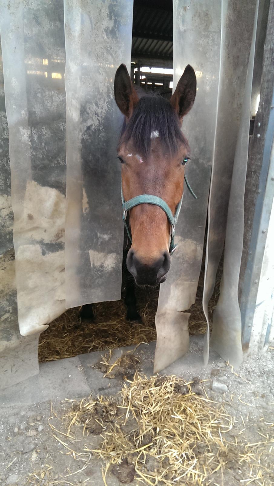 Dansk Varmblod Runehøjs Ziggie billede 19