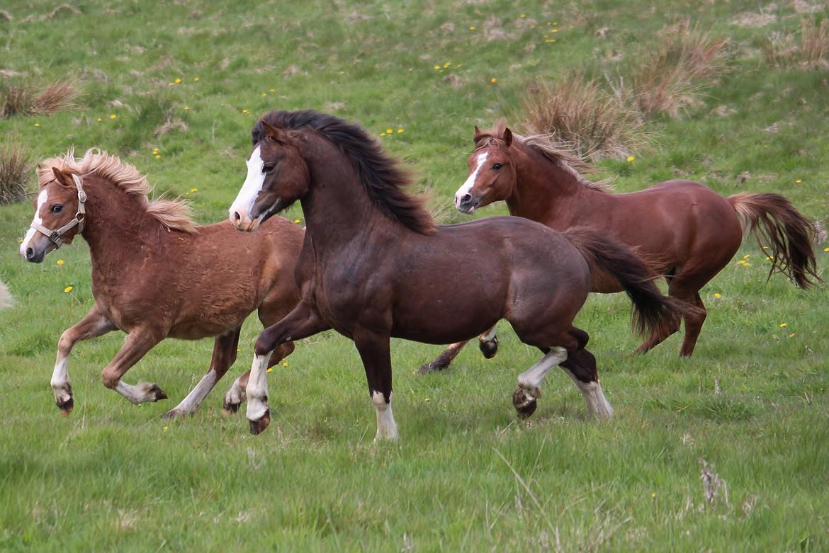 Welsh Pony af Cob-type (sec C) RIP Thers Jitterbug Joker - Foto: Camilla Melander billede 21