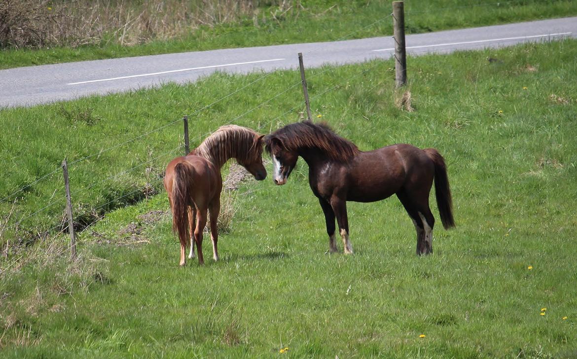 Welsh Pony af Cob-type (sec C) RIP Thers Jitterbug Joker - Foto: Camilla Melander billede 23