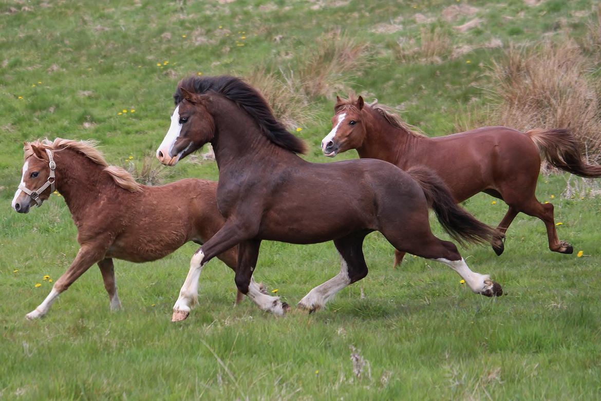 Welsh Pony af Cob-type (sec C) RIP Thers Jitterbug Joker - Foto: Camilla Melander billede 22