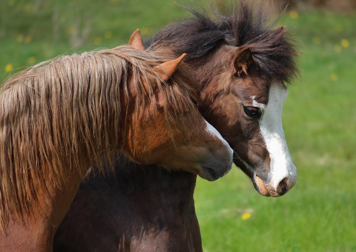 Welsh Pony af Cob-type (sec C) RIP Thers Jitterbug Joker - Foto: Camilla Melander billede 24