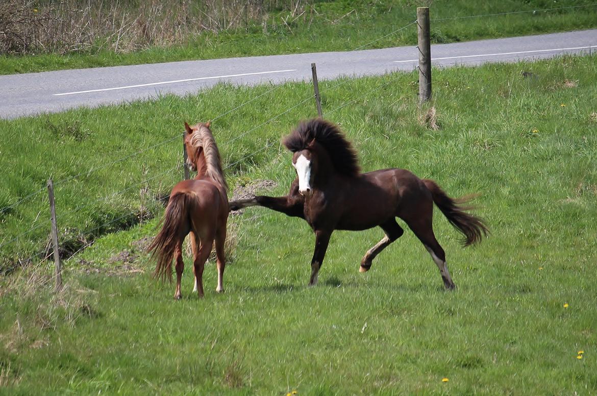 Welsh Pony af Cob-type (sec C) RIP Thers Jitterbug Joker - Foto: Camilla Melander billede 27