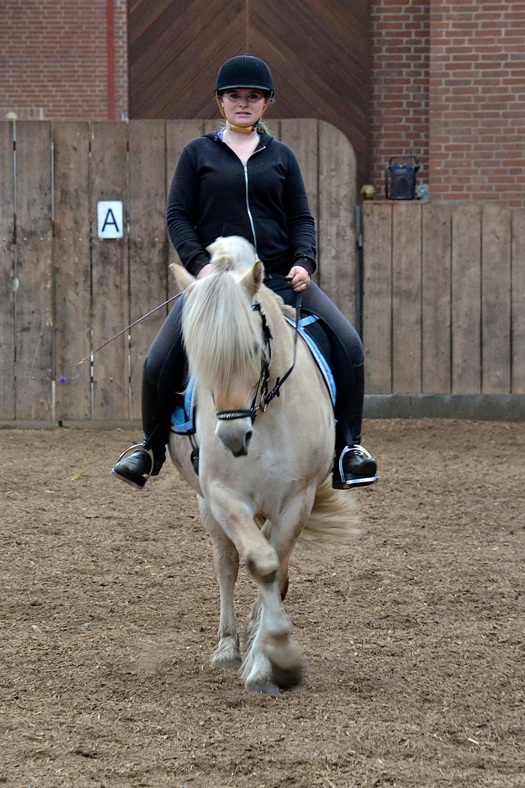 Fjordhest Højgaards Krokant billede 10