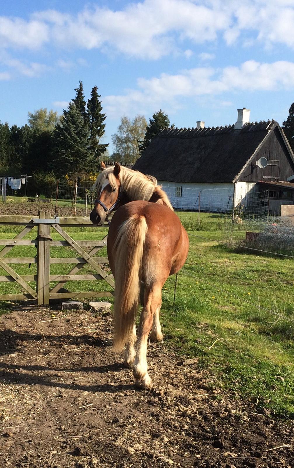 Welsh Cob (sec D) Mr. Roy billede 50