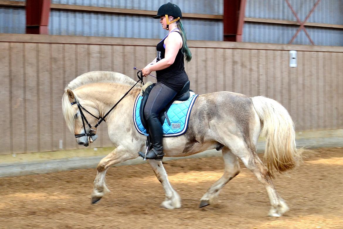 Fjordhest Højgaards Krokant billede 3