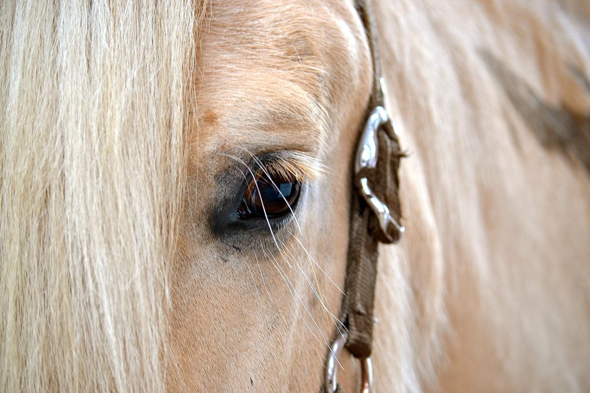 Fjordhest Højgaards Krokant billede 15