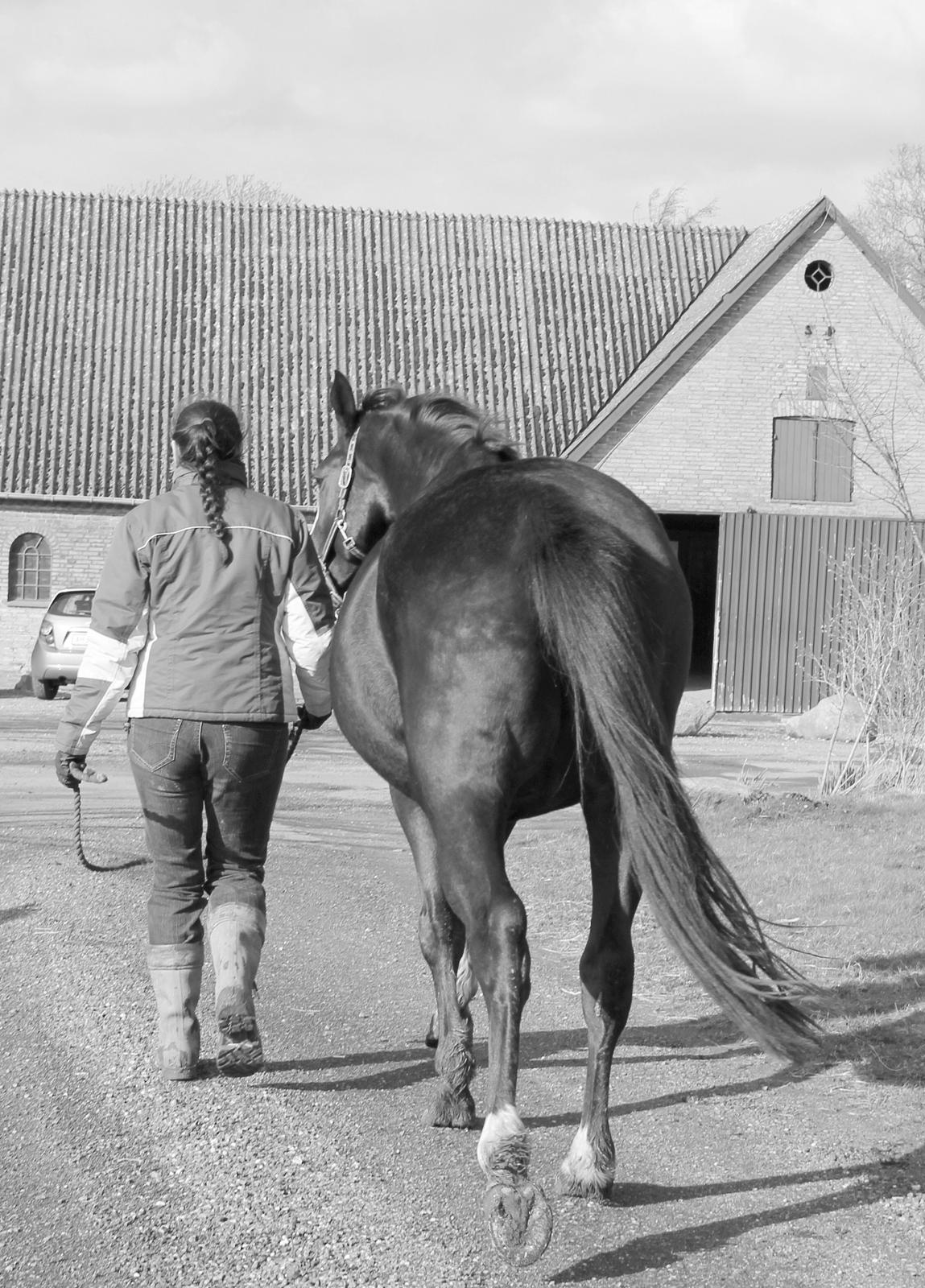 Anden særlig race RIP Stidsholts Jolie - Foto: Katrine Jeppe billede 39