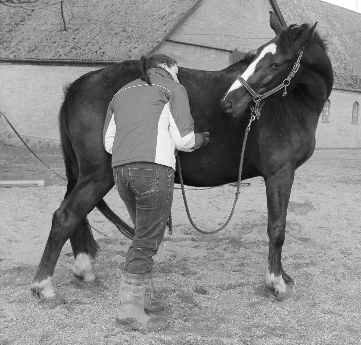 Anden særlig race RIP Stidsholts Jolie - Foto: katrine Jeppe billede 40