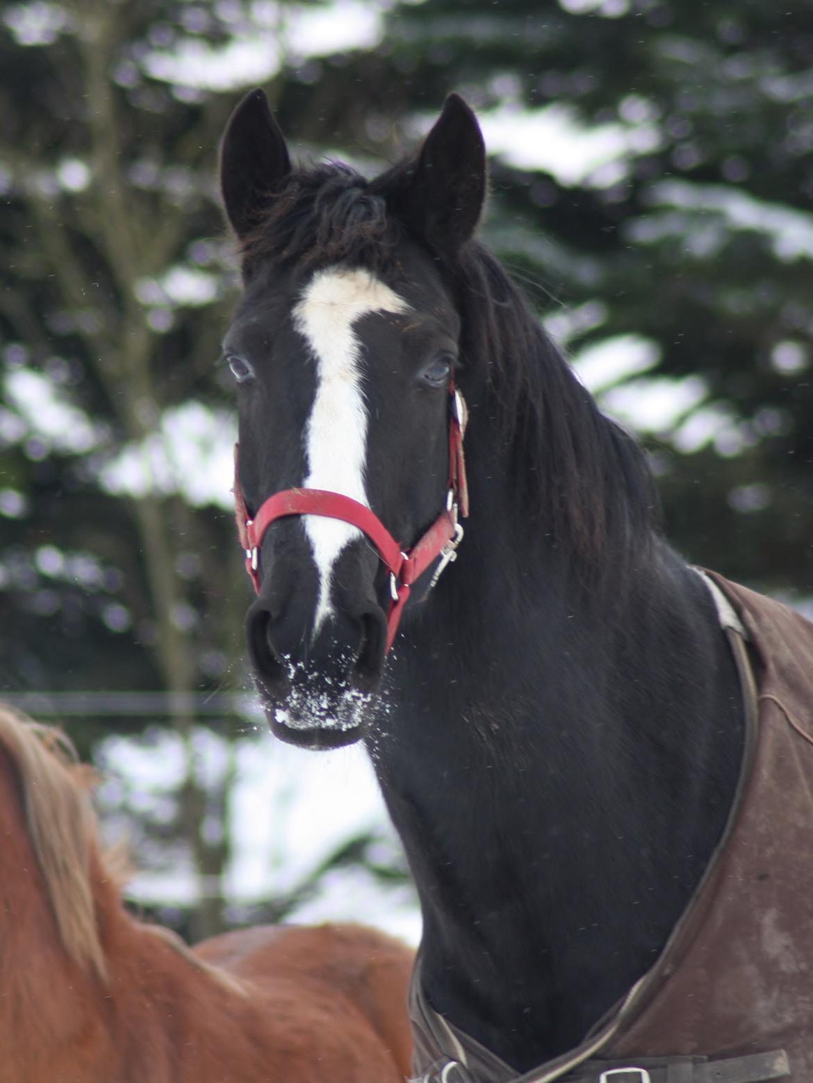 Anden særlig race RIP Stidsholts Jolie - Foto: Camilla Melander billede 48