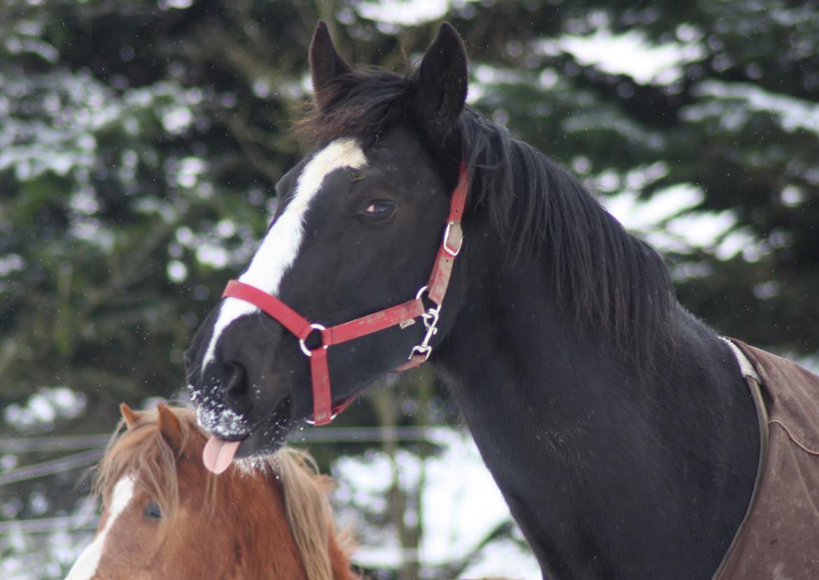 Anden særlig race RIP Stidsholts Jolie - Foto: Camilla Melander billede 49