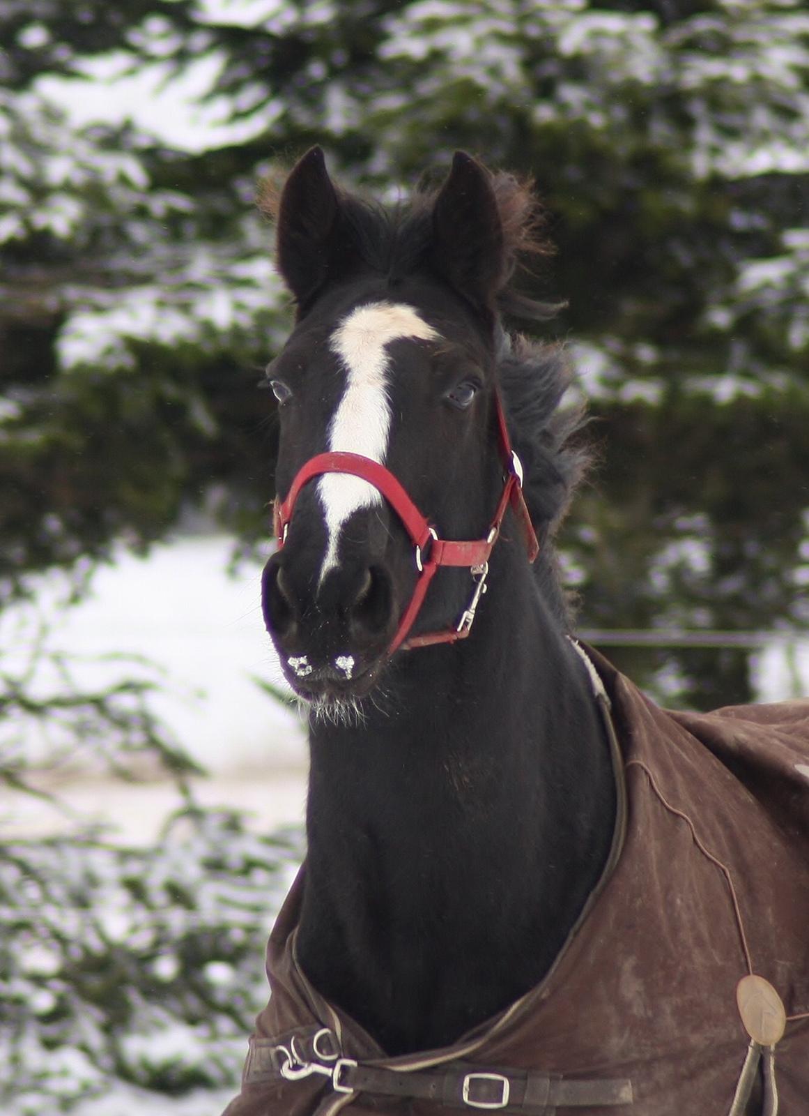 Anden særlig race RIP Stidsholts Jolie - Foto: Camilla Melander billede 47