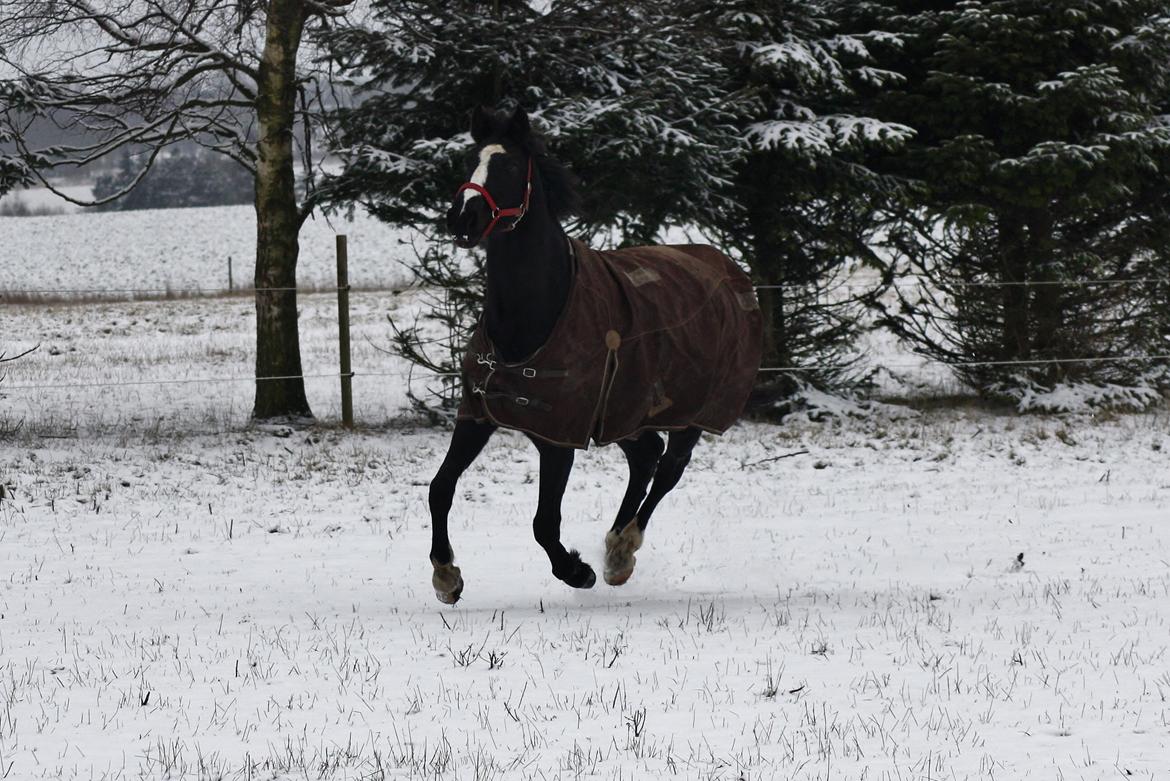 Anden særlig race RIP Stidsholts Jolie - Foto: Camilla Melander billede 50