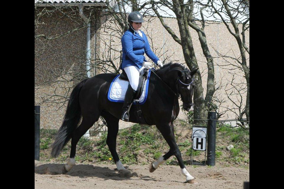 Dansk Varmblod DIA DE CANNON billede 4